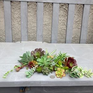 lizzie2597 succulents